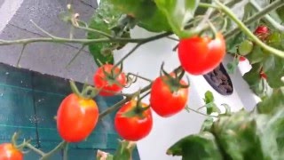 VLOG3  Je vous présente nos variétés de Tomates  Hydroponie  Les Sourciers [upl. by Naleek]