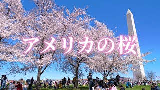 【アメリカで花見🌸】戦争も耐え抜いた100年前の日米友好の証・ワシントンDCの桜祭りへ｜Cherry Blossom Festival [upl. by Atoked635]