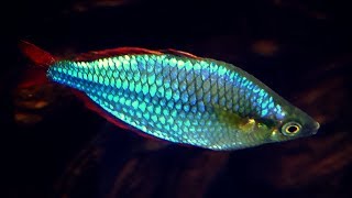 Dwarf Neon Rainbowfish Care Guide [upl. by Telracs]