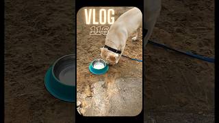 Labrador Retriever k Nakhre 😂🤭 labradorpuppy pedigree animals [upl. by Leshia]