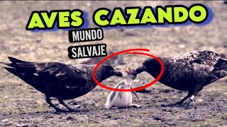 ⛔️AVES CAZANDO⛔️momentos increíblemente brutales de pájaros cazando a sus presas mundosalvaje [upl. by Eemak]