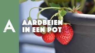 Aardbeien in een pot planten I Een groener thuis 54 I Angelo Dorny [upl. by Gudrin298]