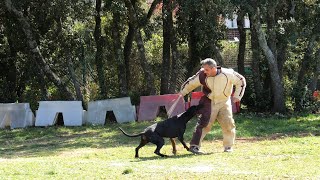 Dobermann in French Ring [upl. by Sarajane52]