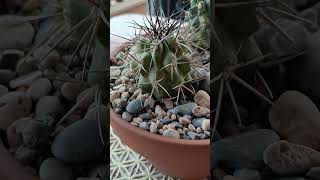 Copiapoa Fideleriana y Fideleriana Variegata [upl. by Bazluke]