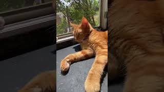 Cats sunbathing in various cozy spots around the house or yard😍😘🥰shorts [upl. by Nyledam87]