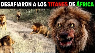 ENFRENTARON a los leones Titanes de África y se CONVIRTIERON EN LEYENDAS  Leones Selatis [upl. by Joli]