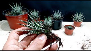 How to grow Zebra Plant Haworthia from cutting [upl. by Claiborne]