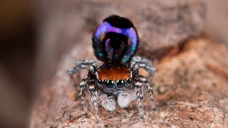 Peacock Spider 18 Maratus robinsoni [upl. by Franckot]