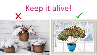 Coleus Overwintering A Comprehensive Guide [upl. by Anicul]