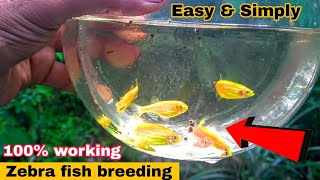 Zebrafish Breeding  Tamil  Aathi Aqua Vlog [upl. by Hatcher]