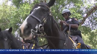 Behind The Scenes With The NYPDs Elite Mounted Unit [upl. by Ttenna]