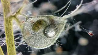 Ostracod Trapped in a Bladderwort Under The Microscope [upl. by Pope59]