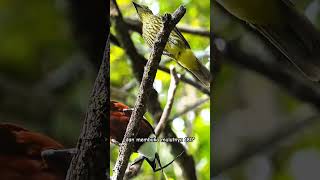 Threewattled Bellbird  Procnias tricarunculatus birds parrot [upl. by Neelik]