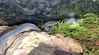 Xenodermus javanicus Dragon snake out on the hunt reptiles fyp dragonsnake guppyfish feeding [upl. by Eelasor950]