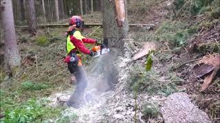 Forest job  Těžba a tahání dřeva z rokle  Stihl 462 385 [upl. by Adall460]