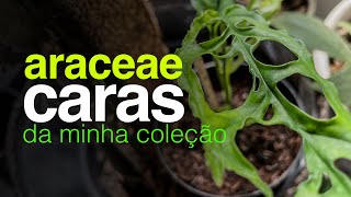 Araceae Caras e Raras da Minha Coleção de Plantas  Jardineiros Urbanos por Flay [upl. by Dagnah]