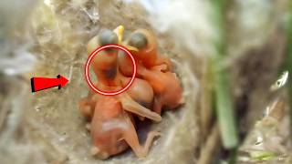 Delicate Beauty The Adorable Zitting Cisticola bird Babies Unveiled birdswithme107 [upl. by Mahalia256]