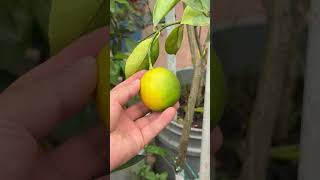 Como hacer abono para el limonero en casa y abono para frutales shorts [upl. by Gwenn961]