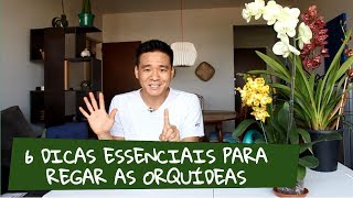 6 Dicas para regar as orquídeas [upl. by Adyahs814]