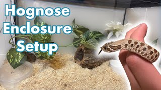 Setting Up a Hognose Snake Enclosure  Creating my Hognose Habitat [upl. by Asira]