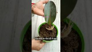 Rubber Plant Grow By Single Leaf 🍀trending viralvideo gardening shortvideo lovinggarden [upl. by Alphonso]