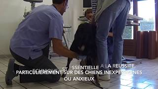 Prélèvement de semence dun chien mâle au CRECS [upl. by Tnek471]