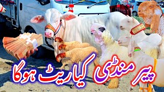 Peer ki badi Mandi 2024 پیر کی منڈی کا ریٹ 😱😱 Bakra Mandi latest video 13 tarikh Pakistan Badi Mandi [upl. by Ikkiv]