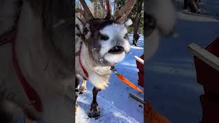 shorts cutevideo cuteanimal snow LAPLANDIA [upl. by Valorie354]