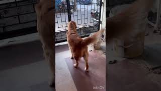 When Benji wants to see his friends ❤️😍 doglover puppy goldenretreiver [upl. by Letney205]