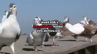 LAL SHIRAZI MIX PIGEONS SET OF SYED RASHID ALI SHAH  PART 1 [upl. by Fulviah]