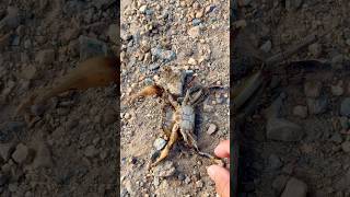 Look at this crab😳shortvideo save crab shorts [upl. by Uela]