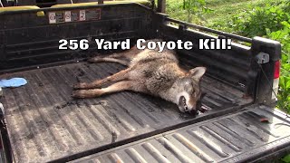 65 Creedmoor Vs Coyote [upl. by Im140]