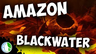 AMAZON BLACK WATER BIOTOPE AQUARIUM SETUP FOR WILD FISH [upl. by Idnarb]