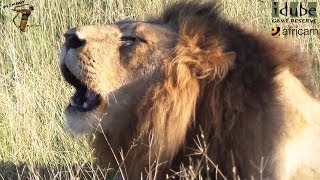 2 Male Lions Roaring In The African Savanna [upl. by Dinin]