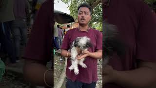 Lhasa Apso Puppy Sell Low Price kolkata pets dogbreed shorts [upl. by Godart]