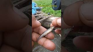 Mancing Ikan Uceng Umpan Biskuit Go Potato 1359 [upl. by Drofkcor691]