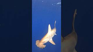 Scalloped Hammerhead Shark off Florida Up close sharks [upl. by Aynos]