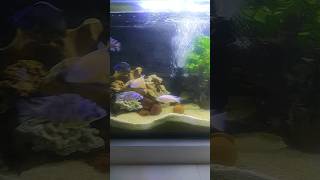 Five feet fish tank colour full chiclets [upl. by Ailegnave]