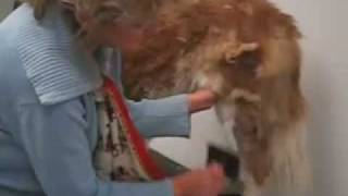 Grooming Basics with Linda Kay  St Bernard Makeover [upl. by Leafar254]