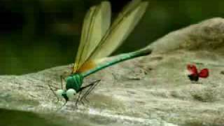 Minuscule dragonflys bully other insects [upl. by Ynolem]