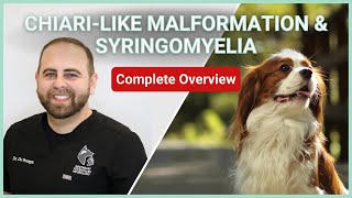 Chiarilike Malformation amp Syringomyelia In Dogs  Symptoms Diagnosis Treatment amp Prognosis [upl. by Hsima]