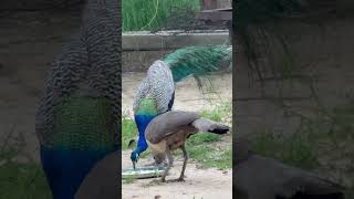 Peacock original video peacock birds cute shortvideo peacocking [upl. by Auehsoj]