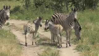 Selbstbewusste Zebras [upl. by Ahserb]