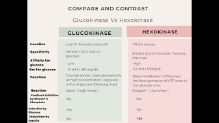 Glucokinase Vs Hexokinase biochemistry [upl. by Cowan]