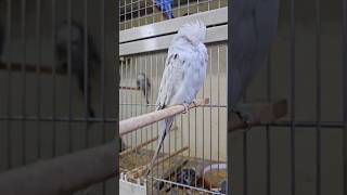 Top quality Exhibition Budgiesexhibition birds budgries [upl. by Aneev]