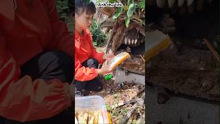 Harvesting honey nuture new  honey harvest honey nature life [upl. by Durware401]