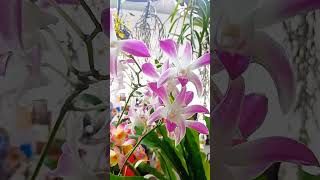 Every petal tells a storydendrobium orchidee orchidsgarden pinkorchid pinkdendrobium orchid [upl. by Siletotsira682]