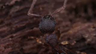 Myrmecophilous springtails living with ants under log [upl. by Vizza]