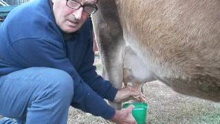 Treating a Dry Cow for Mastitis [upl. by Assedo923]