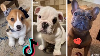 Funniest Doggos of TikTok  Most Adorable Puppies TIK TOK [upl. by Razaile354]